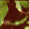 Cornus macrophylla, leaves