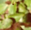Cornus macrophylla, leaves