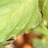 Cornus macrophylla, leaves