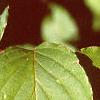Cornus macrophylla, leaves