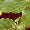 Cornus macrophylla, leaves