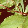Cornus macrophylla, leaves