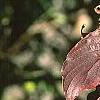 Cornus macrophylla, fall color