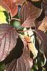 Cornus macrophylla, fall color