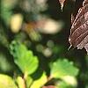 Cornus macrophylla, fall color