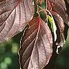 Cornus macrophylla, fall color