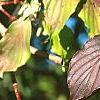 Cornus macrophylla, fall color