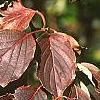 Cornus macrophylla, fall color