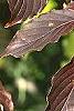 Cornus macrophylla, fall color