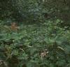 Cornus nuttallii, habit