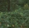 Cornus nuttallii, habit