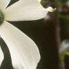 Cornus nuttallii, flowers