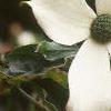 Cornus nuttallii, flowers