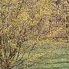 Cornus officinalis, habit