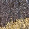 Cornus officinalis, habit