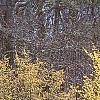 Cornus officinalis, habit