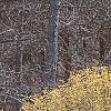 Cornus officinalis, habit