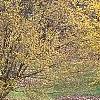 Cornus officinalis, habit