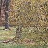 Cornus officinalis, habit