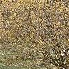 Cornus officinalis, habit