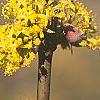 Cornus officinalis, flowers