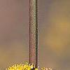 Cornus officinalis, flowers