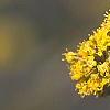 Cornus officinalis, flowers