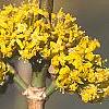 Cornus officinalis, flowers