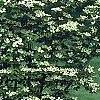 Cornus x rutgersensis 'Rutgers Constellation', habit