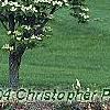 Cornus x rutgersensis 'Rutgers Constellation', habit