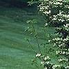 Cornus x rutgersensis 'Rutgers Constellation', habit