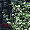 Cornus x rutgersensis 'Rutgers Constellation', habit