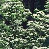 Cornus x rutgersensis 'Rutgers Constellation', habit