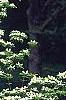 Cornus x rutgersensis 'Rutgers Constellation', habit