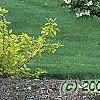 Cornus x rutgersensis 'Rutgers Constellation', habit