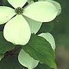 Cornus x rutgersensis 'Rutgers Constellation', flowers