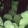 Cornus x rutgersensis 'Rutgers Constellation', flowers