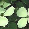 Cornus x rutgersensis 'Rutgers Constellation', flowers