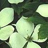 Cornus x rutgersensis 'Rutgers Constellation', flowers