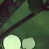 Cornus x rutgersensis 'Rutgers Constellation', flowers