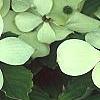 Cornus x rutgersensis 'Rutgers Constellation', flowers