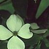 Cornus x rutgersensis 'Rutgers Constellation', flowers