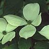 Cornus x rutgersensis 'Rutgers Constellation', flowers