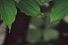 Cornus x rutgersensis 'Rutgers Constellation', flowers