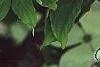 Cornus x rutgersensis 'Rutgers Constellation', flowers