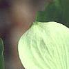 Cornus x rutgersensis 'Rutgers Constellation', flowers