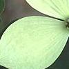 Cornus x rutgersensis 'Rutgers Constellation', flowers