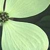 Cornus x rutgersensis 'Rutgers Constellation', flowers