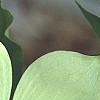 Cornus x rutgersensis 'Rutgers Constellation', flowers