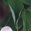 Cornus x rutgersensis 'Rutdan', flowers